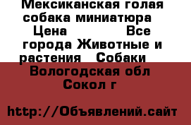 Мексиканская голая собака миниатюра › Цена ­ 53 000 - Все города Животные и растения » Собаки   . Вологодская обл.,Сокол г.